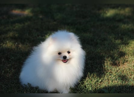 Zwergspitze mit Herz und Stammbaum von einer erfahrenen Züchterin mit 35 Jahren Erfahrung