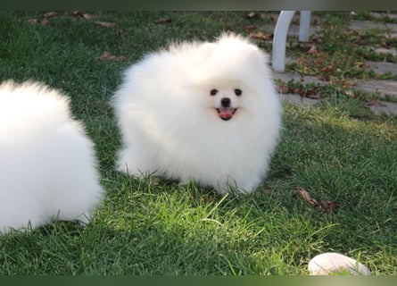 Zwergspitze mit Herz und Stammbaum von einer erfahrenen Züchterin mit 35 Jahren Erfahrung