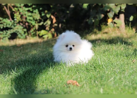 Zwergspitze mit Herz und Stammbaum von einer erfahrenen Züchterin mit 35 Jahren Erfahrung