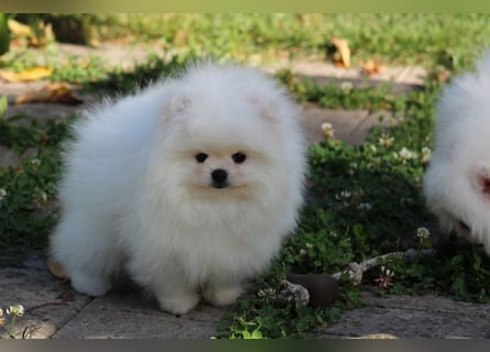 Zwergspitze mit Herz und Stammbaum von einer erfahrenen Züchterin mit 35 Jahren Erfahrung