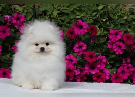 Zwergspitze mit Herz und Stammbaum von einer erfahrenen Züchterin mit 35 Jahren Erfahrung