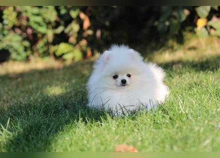 Zwergspitze mit Herz und Stammbaum von einer erfahrenen Züchterin mit 35 Jahren Erfahrung