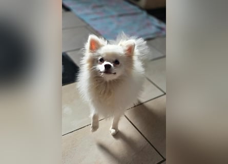 Kleine Pomeranian Dame Perl sucht ihre Menschen