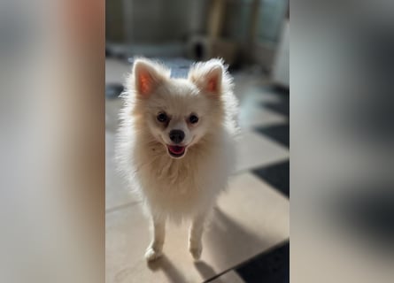 Kleine Pomeranian Dame Perl sucht ihre Menschen