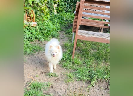 Kleine Pomeranian Dame Perl sucht ihre Menschen