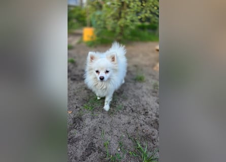 Kleine Pomeranian Dame Perl sucht ihre Menschen