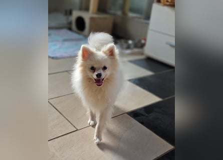 Kleine Pomeranian Dame Perl sucht ihre Menschen