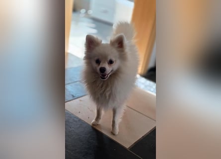 Kleine Pomeranian Dame Perl sucht ihre Menschen