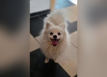 Kleine Pomeranian Dame Perl sucht ihre Menschen