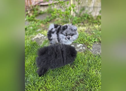 Reinrassige Pomeranian mit AT