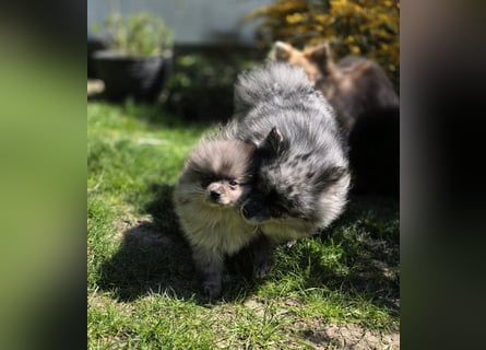 Reinrassige Pomeranian mit AT