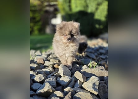 Reinrassige Pomeranian mit AT