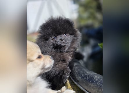 Reinrassige Pomeranian mit AT