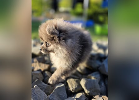 Reinrassige Pomeranian mit AT