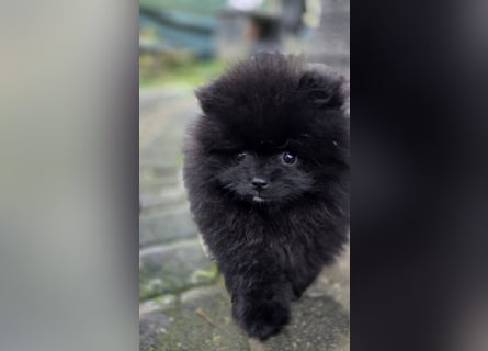 Reinrassige Pomeranian mit AT