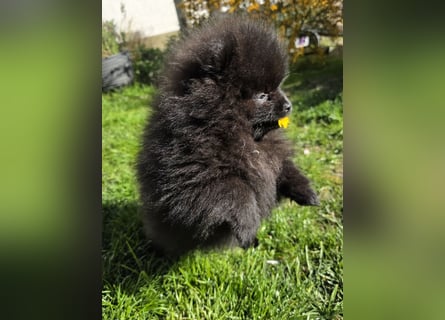 Reinrassige Pomeranian mit AT
