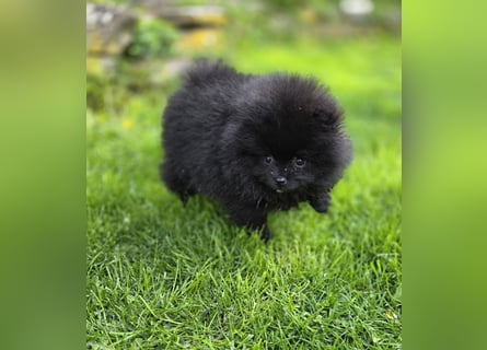 Reinrassige Pomeranian mit AT