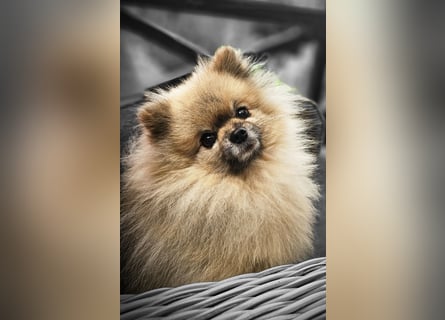 Reinrassige Pomeranian mit AT