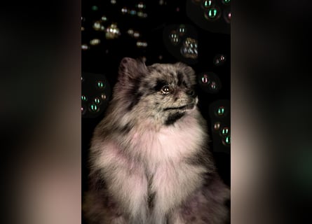 Reinrassige Pomeranian mit AT