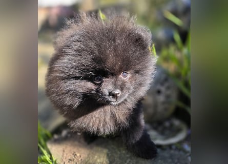 Reinrassige Pomeranian mit AT