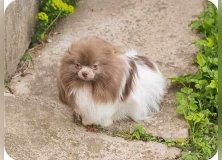 Wunderschöne Pomeranianhündin mit Stammbaum sucht Kuschelkörbchen auf Lebenszeit!