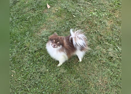 Wunderschöne Pomeranianhündin mit Stammbaum sucht Kuschelkörbchen auf Lebenszeit!