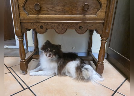 Wunderschöne Pomeranianhündin mit Stammbaum sucht Kuschelkörbchen auf Lebenszeit!