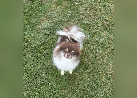Wunderschöne Pomeranianhündin mit Stammbaum sucht Kuschelkörbchen auf Lebenszeit!