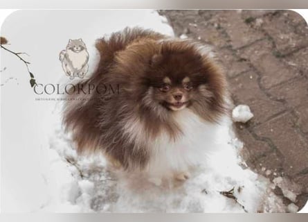 Wunderschöne Pomeranianhündin mit Stammbaum sucht Kuschelkörbchen auf Lebenszeit!