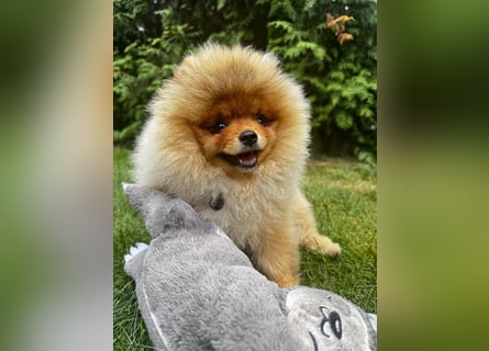 Pomeranian / Zwergspitz Rüde mit ZKwP/FCI