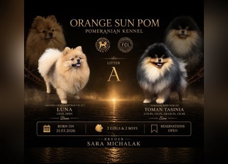 Pomeranian / Zwergspitz Rüde mit ZKwP/FCI