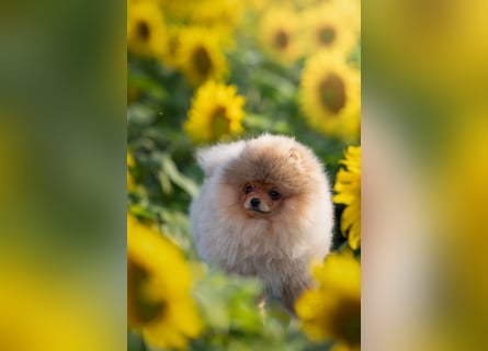 Pomeranian / Zwergspitz Rüde mit ZKwP/FCI
