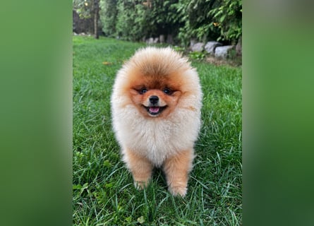 Pomeranian / Zwergspitz Rüde mit ZKwP/FCI