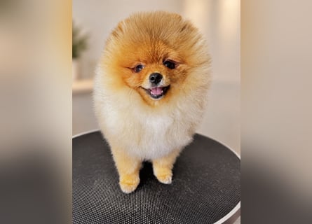 Pomeranian / Zwergspitz Rüde mit ZKwP/FCI