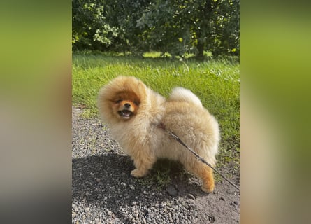 Pomeranian / Zwergspitz Rüde mit ZKwP/FCI