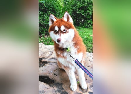 Bildhübscher Pomsky Rüde sucht neues Zuhause