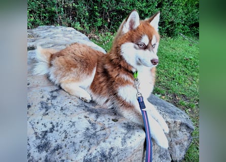 Bildhübscher Pomsky Rüde sucht neues Zuhause