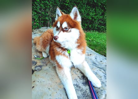 Bildhübscher Pomsky Rüde sucht neues Zuhause
