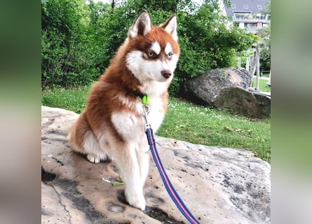 Bildhübscher Pomsky Rüde sucht neues Zuhause