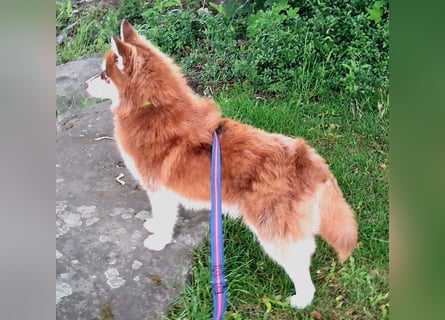 Bildhübscher Pomsky Rüde sucht neues Zuhause