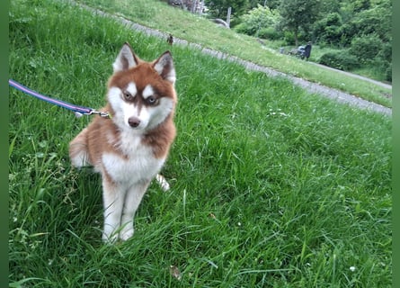 Bildhübscher Pomsky Rüde sucht neues Zuhause