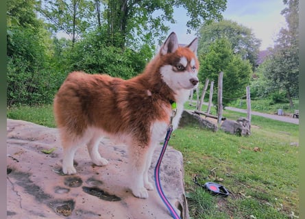 Bildhübscher Pomsky Rüde sucht neues Zuhause