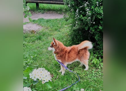 Bildhübscher Pomsky Rüde sucht neues Zuhause