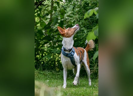 Zauberhafte Podenga Nami wartet in 40668 Meerbusch auf dich!