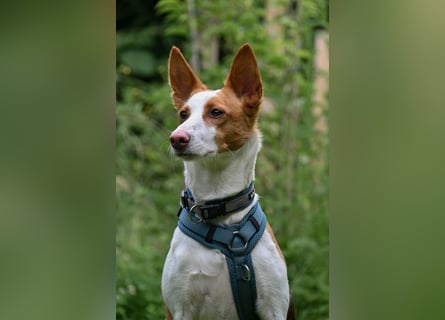 Zauberhafte Podenga Nami wartet in 40668 Meerbusch auf dich!