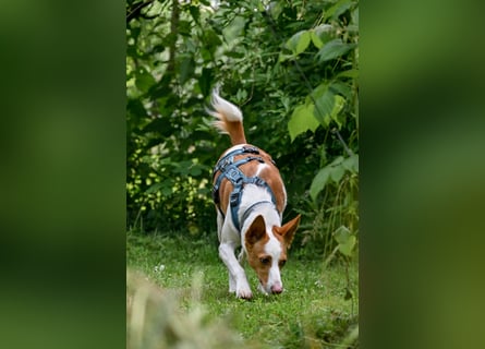 Zauberhafte Podenga Nami wartet in 40668 Meerbusch auf dich!