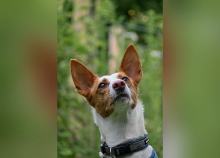 Zauberhafte Podenga Nami wartet in 40668 Meerbusch auf dich!