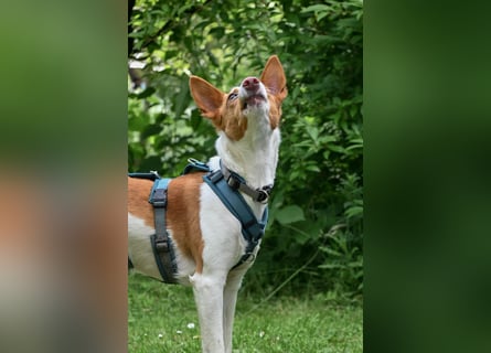 Zauberhafte Podenga Nami wartet in 40668 Meerbusch auf dich!