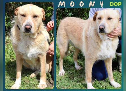 MOONY | Lieb | Ruhig | Gemütlich | - und verträglich mit Katzen -