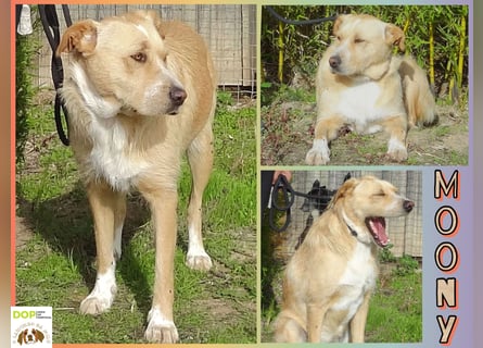 ♦️MOONY♦️ ist seit 4 Jahren im Tierheim in Portugal